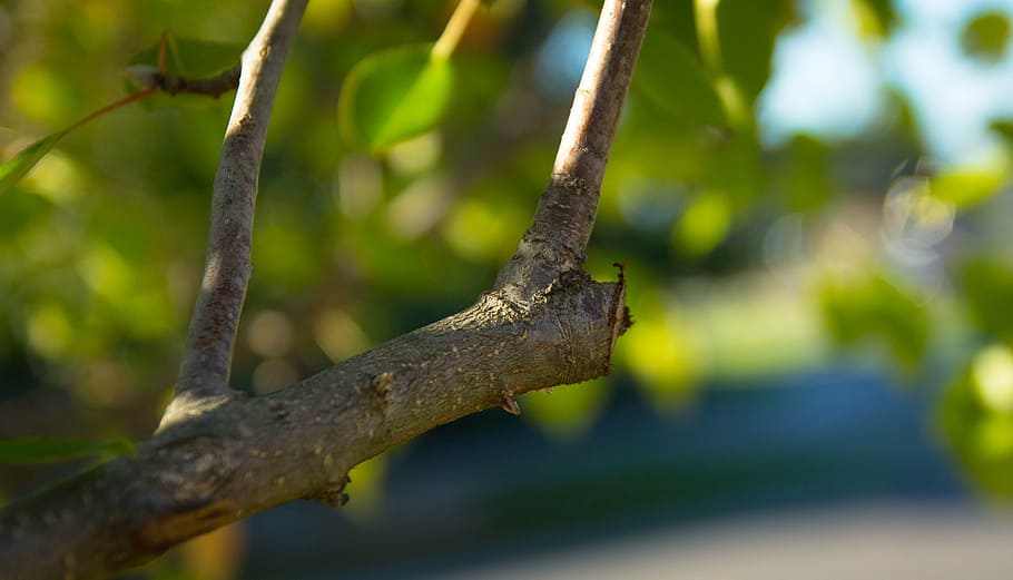 Benefits of Tree Pruning for Property Value