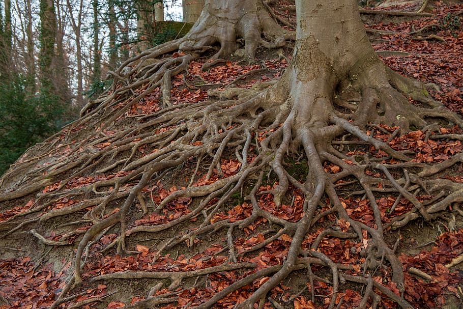 Understanding Tree Root Systems and Their Impact on Landscapes
